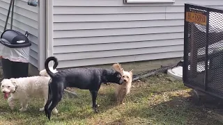 Little Toby meets Cooper & Harry