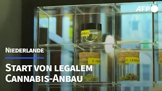 Niederlande: Cannabis wird nach jahrelanger Tolerierung probeweise legal | AFP