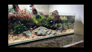 PLANTED SHALLOW - Low Tech BETTA Aquascape Tutorial