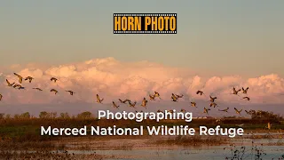 Merced Wildlife Refuge - A wildlife photography excursion