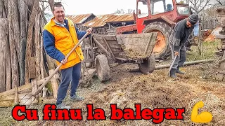 TRANSPORTAM BALEGAR DE PORC CU TRACTORUL U650❌Adrian Cox❌