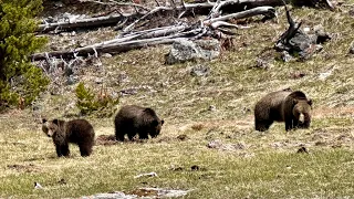 Wildlife encounters in Yellowstone in spring 2024