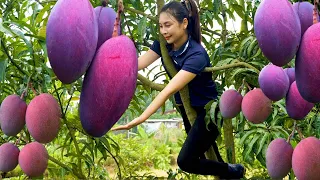 How to Harvest Red Mangoes in the Backyard with My Recipe / Cooking with Ly Thi Cam