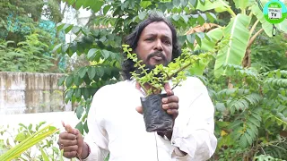 oxygen producing indoor plants | காற்றை சுத்தப்படுத்தும் செடிகள் | Air Purifying Indoor Plants