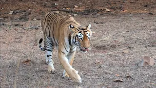 08-10 March 2024 Jungle Safari - Tadoba