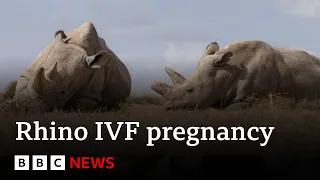 World's first IVF rhino pregnancy 'could save species' | BBC News