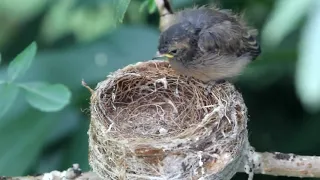 Induk Burung ini telaten merawat anaknya dari lahir sampai bisa terbang!