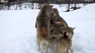 Копия видео "Волки помнят добро"