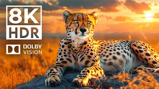 VIBRANT LIFE in Dolby Vision 8K HDR | with cinematic sound (Colorful animal life)