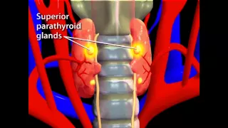 Thyroid Animation