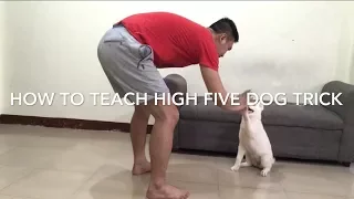 How to teach your dog high five trick