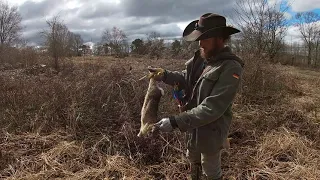 Bowhunting Rabbits (Traditional Archery)