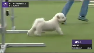 犬の競技大会に「マイペースすぎる犬」が登場マイペースすぎて会場は逆に超盛り上がる