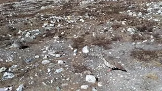 Tibetan Snowcocks. Birdwatching in Chukhung, Nepal