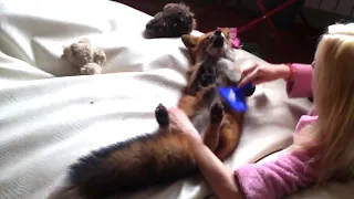 Fox grooming and relaxing with belly rubs