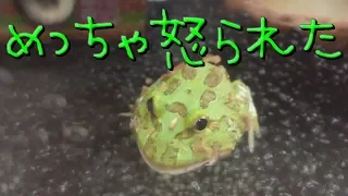 Frog is angry & Cute