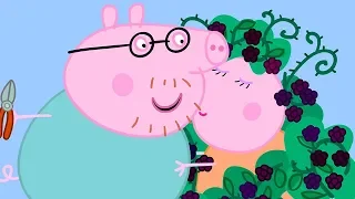 Peppa Pig Português Brasil | O ARBUSTO DE AMORA! ⭐️ Família de Peppa ⭐️ Desenhos Animados