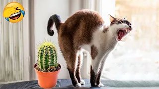 The funniest animals of 2024 😅 The funniest cats videos 😹 Part32