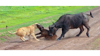 Lions hunting a buffalo in Serengeti NP, Tanzania : Amazing Planet