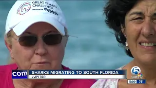 Scientist says more sharks could migrate to South Florida waters in coming months