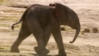 Curious Baby Elephant's First Water Trip | The Long Walk Home | BBC Earth