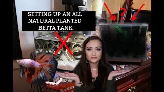 SETTING UP A BETTA FISH TANK! | ALL NATURAL | ItsAnnaLouise