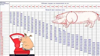 Формула определения живой массы поросёнка. Как взвесить поросёнка без весов. Поросятам 5 месяцев.