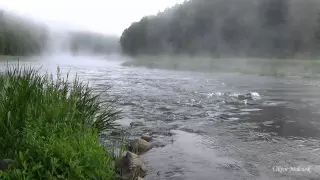 The most beautiful nature in morning on the river with fog | Sounds of nature, murmur of water