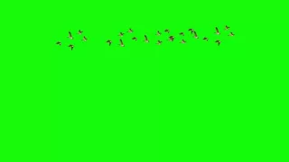 Passaros Voando #1 - Birds Flying #1 [Fundo Verde - Chroma Key]