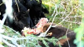 Three Black bear cubs eating salmon triplets in Juneau Alaska