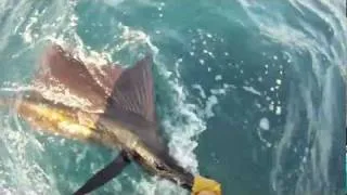 I got it all on Film / Costa Rica Sailfish