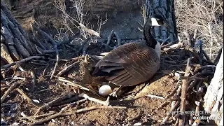 Decorah Eagles ~ Canada Goose Lays Her THIRD Egg In Bald Eagle Nest! 3.27.22