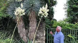 In the Garden with Dave: Tree Yucca