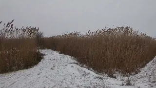 Добыли два шакала с гончими