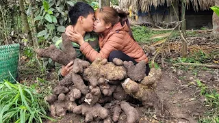Harvest cassava roots to sell - Enjoy a delicious lunch of stewed potatoes and meat | Linh's Life