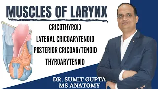 MUSCLES OF LARYNX ANATOMY