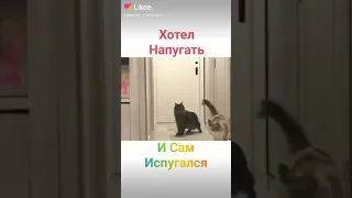 Коты испугались