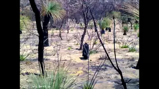 Tree Camera Picks Up Chanting Sounds