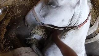 GoPro Awards: Freedom The Horse is Liberated
