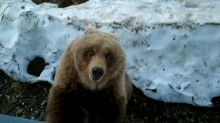 медведица пришла в гости покушать - 4.Камчатка,Россия(bear came to visit out - 4.Kamchatka, Russia)