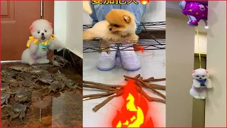 Tik Tok Chó Phốc Sóc Mini | Funny and Cute Pomeranian Videos #2