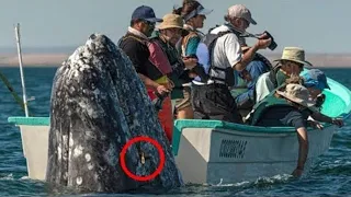 Tourists screamed non-stop when they saw what was in the mouth of a large whale!