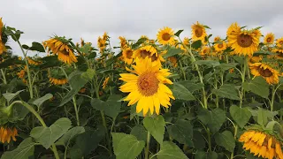 Ljubljana Countryside Sunflowers, Slovenia ~ 4K Virtual Travel