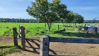 Pecuária com baixo investimento e alta lucratividade