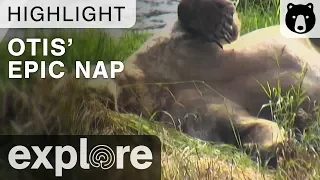 Otis The Bear Takes An Epic Nap - Brown Bear Live Cam Highlight 08/09/17