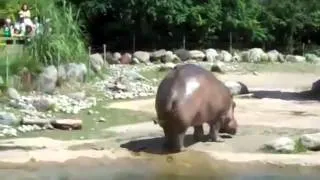 HAHA Hippo has explosive diarrhea