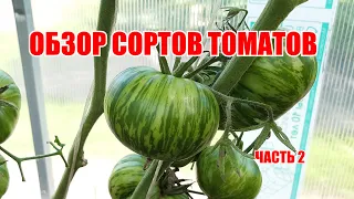 Обзор сортов томатов. Часть 2