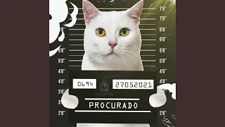 Cadê Meu Gato?