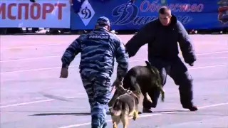 спортивный праздник московской полиции 2015 (КИНОЛОГИЧЕСКАЯ служба)