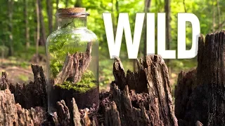 Let's Make a Terrarium in the Wilderness